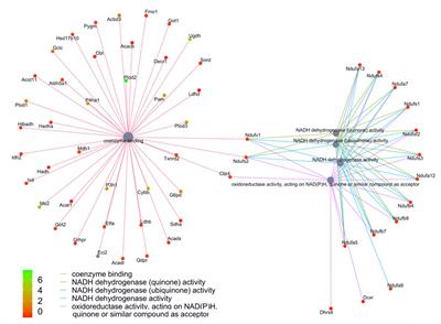 An integrated proteomic and transcriptomic signature of the failing right ventricle in monocrotaline induced pulmonary arterial hypertension in male rats